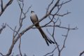 Scissor-tailed Flycatcher 2013-10-12